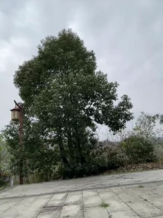 Asia-GoodLuck - stripchat