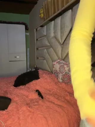 Laura-Khalifa - stripchat