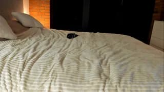 Rachel_Rey - stripchat