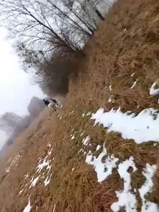 Tortuga95PL - stripchat