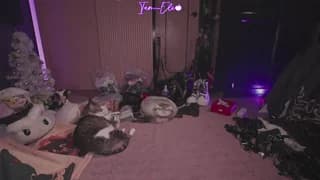 iam_eli - chaturbate