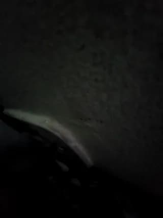 janjinha_trans - stripchat