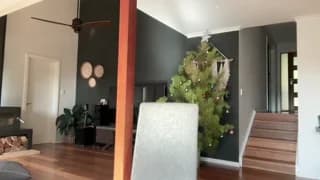 kittengirlxo - chaturbate