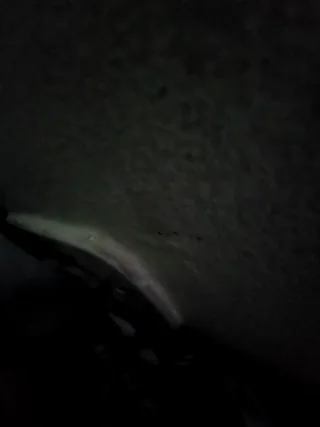 janjinha_trans - stripchat